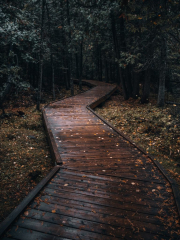 Picture of a leaf covered boardwalk through a forrest wetland.