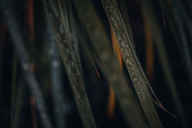 Close up shot of rain covered blade of grass shot with a Fujifilm XT3 with a manual focus lens.