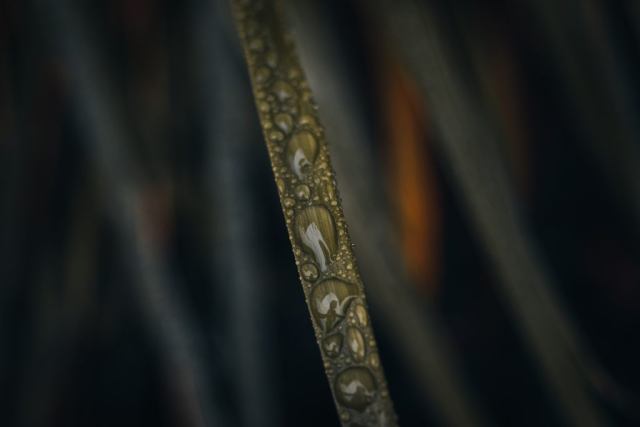 Close up of a single blade of grass with water droplets.