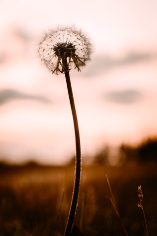 Close up image of a Dandelion at sunset.