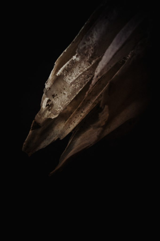 Artography shot of a lamb's scull. Image was composed with a light box and one light illuminating sections of the dried skull.